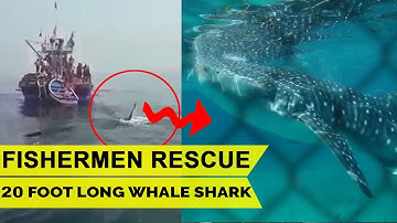 Fishermen Rescue 20 Foot-long Whale Shark From Net, Release it in Sea