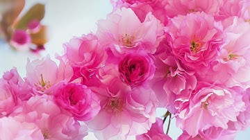 The Melody of a Dream in the Air: meditative, original composition in 4K (photo cooperation)