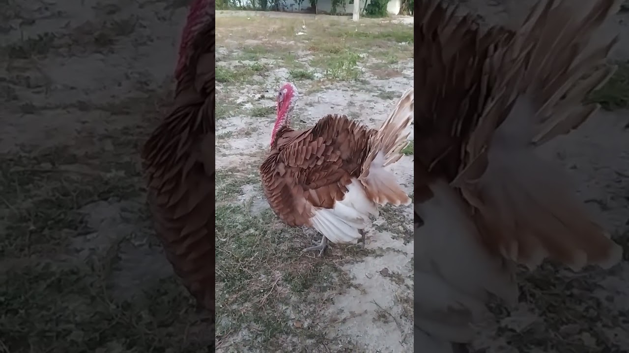 Peu fazendo roda, criação de peru 