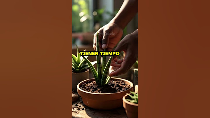 "¿Tu Lengua de Suegra SOBREVIVE a tu olvido? 🌵 Descubre el SECRETO de esta planta INDESTRUCTIBLE.