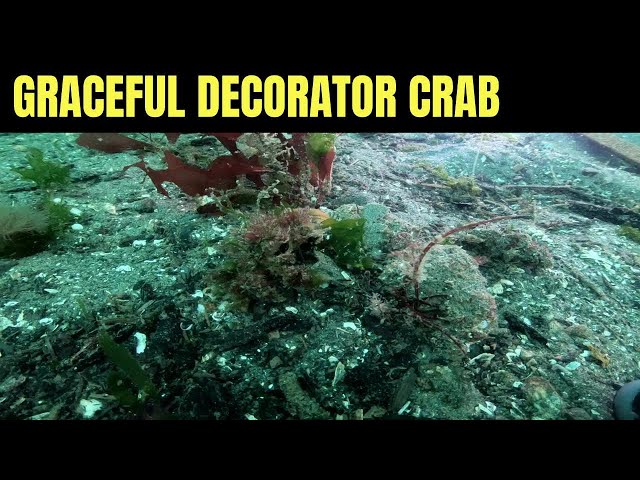 Graceful Decorator Crab 2  Salish Sea Marine Wildlife 