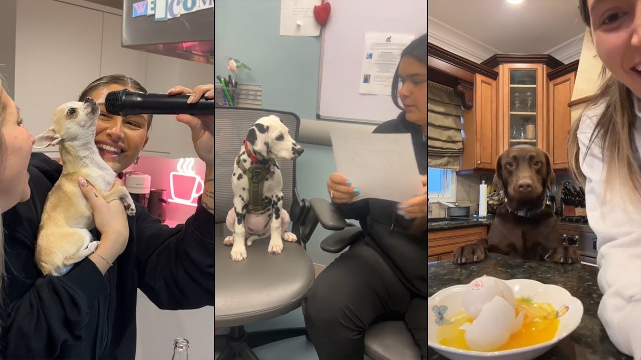 Anyone got the manual for fixing broken dogs?