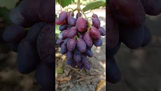 Знойний - нова гібридна форма винограду Голуба А.А.