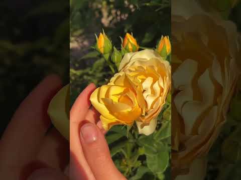 Чарівний ранок 🌅 Шепіт природи та світло світанку | Натхнення на новий день