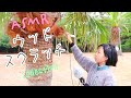 ASMR 耳かき棒で木をスクラッチング (コレクション)