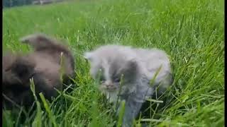 Day42. Kittens A & B..05.12.2024. by Tomsel Travels 226 views 2 weeks ago 2 minutes, 47 seconds