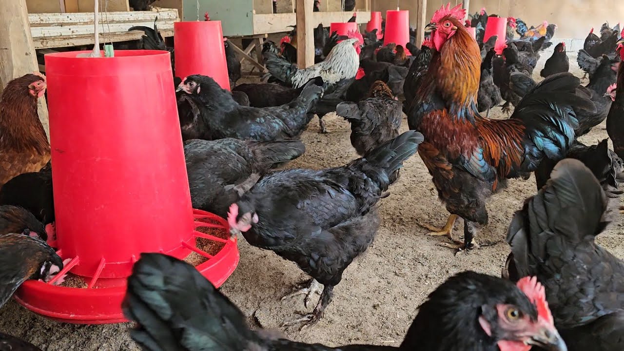 Хонаки оддий Товук бокиш бизнеси