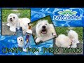 BIO GROOM Demostracion de Champu para Perros Blancos I Lorentix