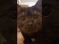 秒で癒されるきゅるるん黒猫…#shorts