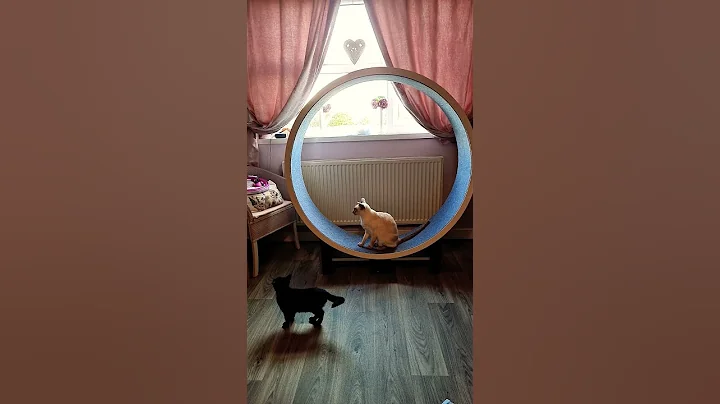 Video 11660671: siamese kitten, training