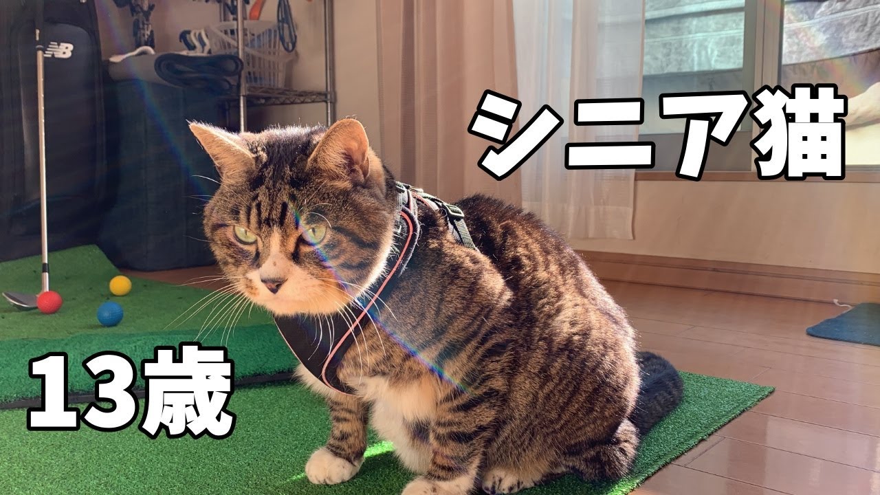 猫 13 歳