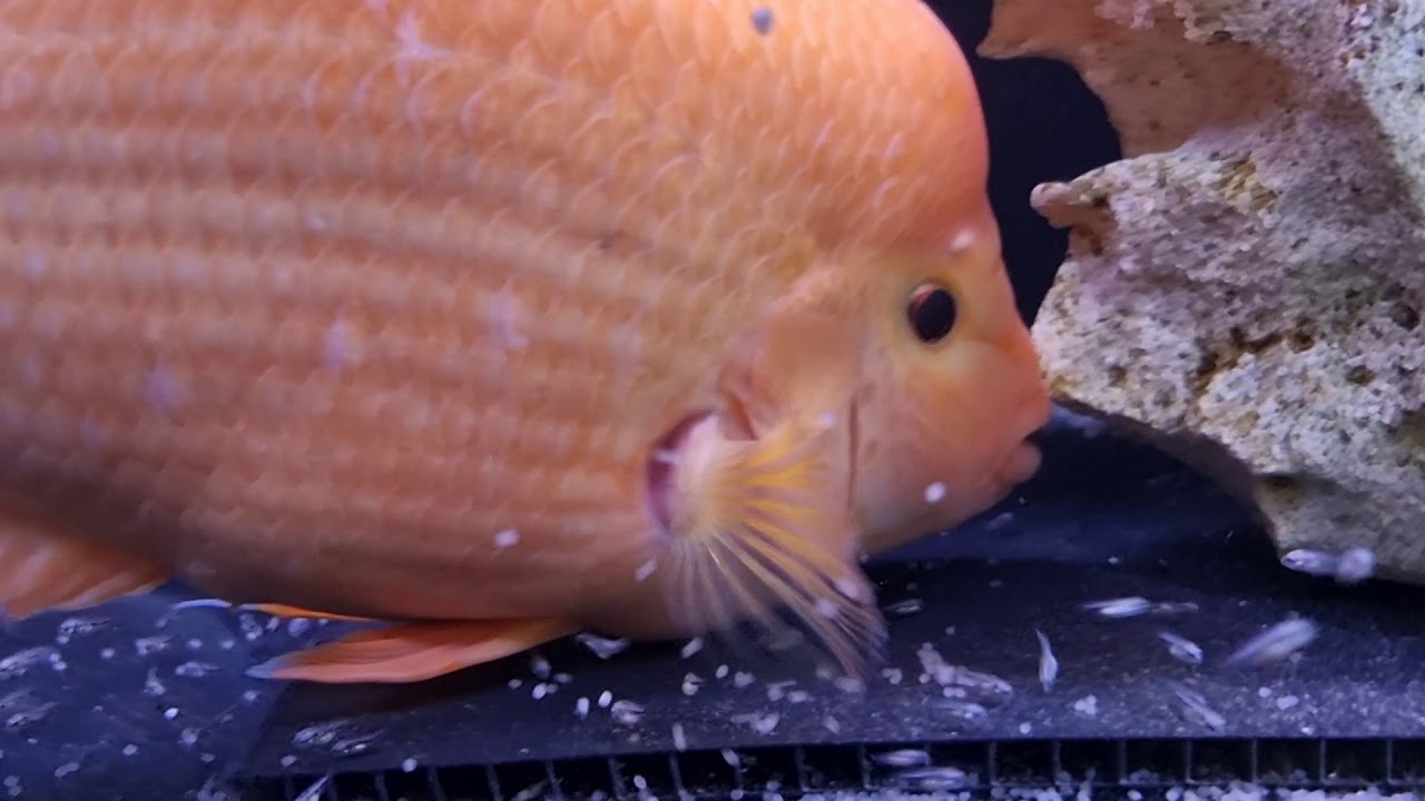 Red Devil and Blood Parrot Breeding