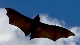 Hard releasing a flying-fox after care:  this is Portia by Megabattie 2,062 views 1 day ago 5 minutes
