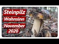 STEINPILZ WAHNSINN NOVEMBER 2020 | Speisepilze sammeln im November