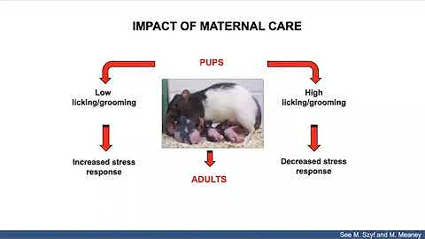 Dr. Laura Stone (UMN) Epigenetics and chronic pain...