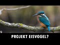 Projekt Eisvogel?