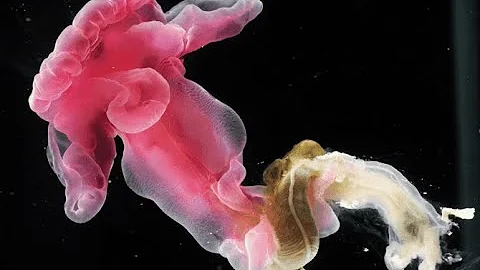Phylum Hemichordata | Balanoglossus |