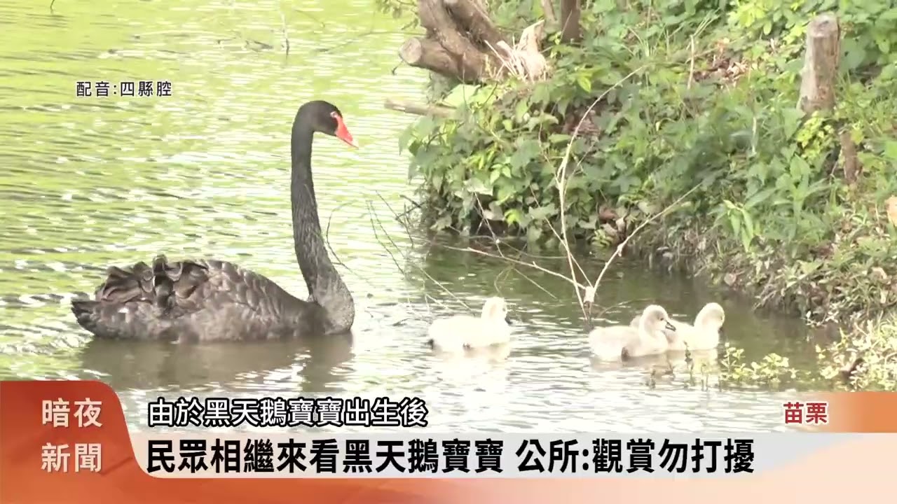 客家圓樓放養黑天鵝生3隻寶寶 模樣可愛【客家新聞20260304】