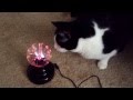Cat and Plasma Ball