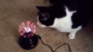 Cat and Plasma Ball