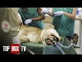 Operating On Wild Lions - Wild Animal Rescue