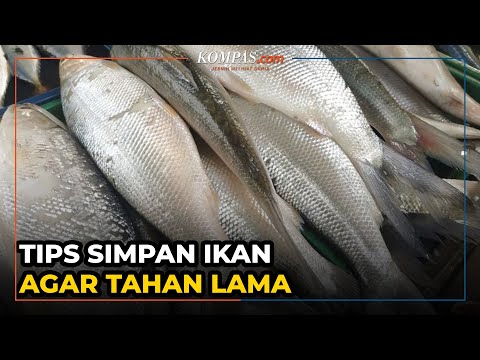 Video: Bagaimana cara menjaga ikan tetap segar sebelum dibersihkan?
