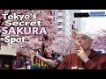 Tokyos local sakura secret viewing spot live street view experience