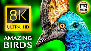 Удивительные Птицы 8K Ultra Hd • 8D Аудио •