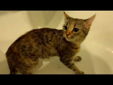 Videó: Hogyan Kell Fürdetni Egy Bolyhos Macskát