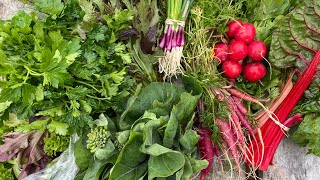 Spring CSA Week 2