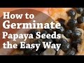 How To Germinate Papaya Seeds the Easy Way (TCEG Episode 2)