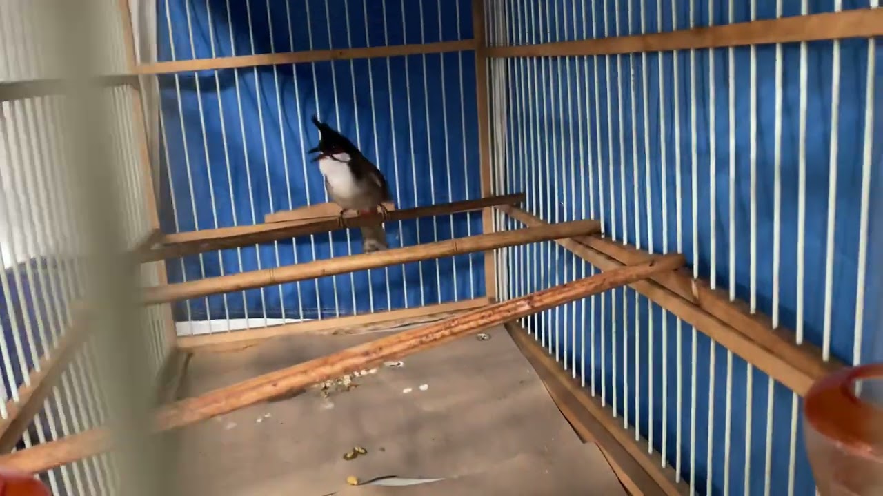 TRỊ CHIM NGOÁI ĐƠN GIẢN MÀ KHỎI 100% ( Vô tình lượm được bí kiếp chia sẻ lại cho ae )