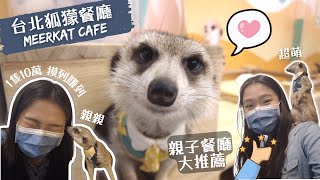 Only $10 USD for Food & Play with Meerkat  The Fur is so softMeerkat Café in Taipei ft. AU Student