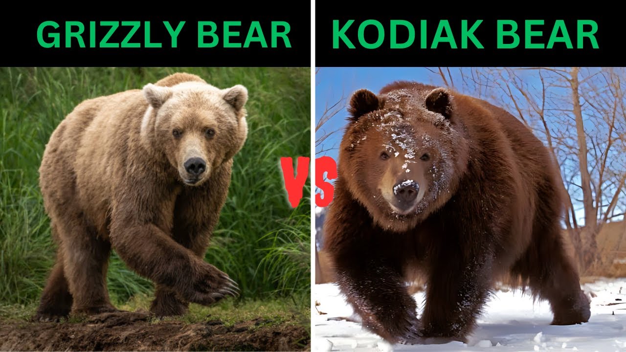 Grizzly Bear Vs Kodiak Bear Who Would Win YouTube grizzly-bear-vs-kodiak-bear-who-would-win-youtube