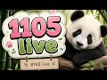 #1105live ll #1105 live #pandalive #pandalover