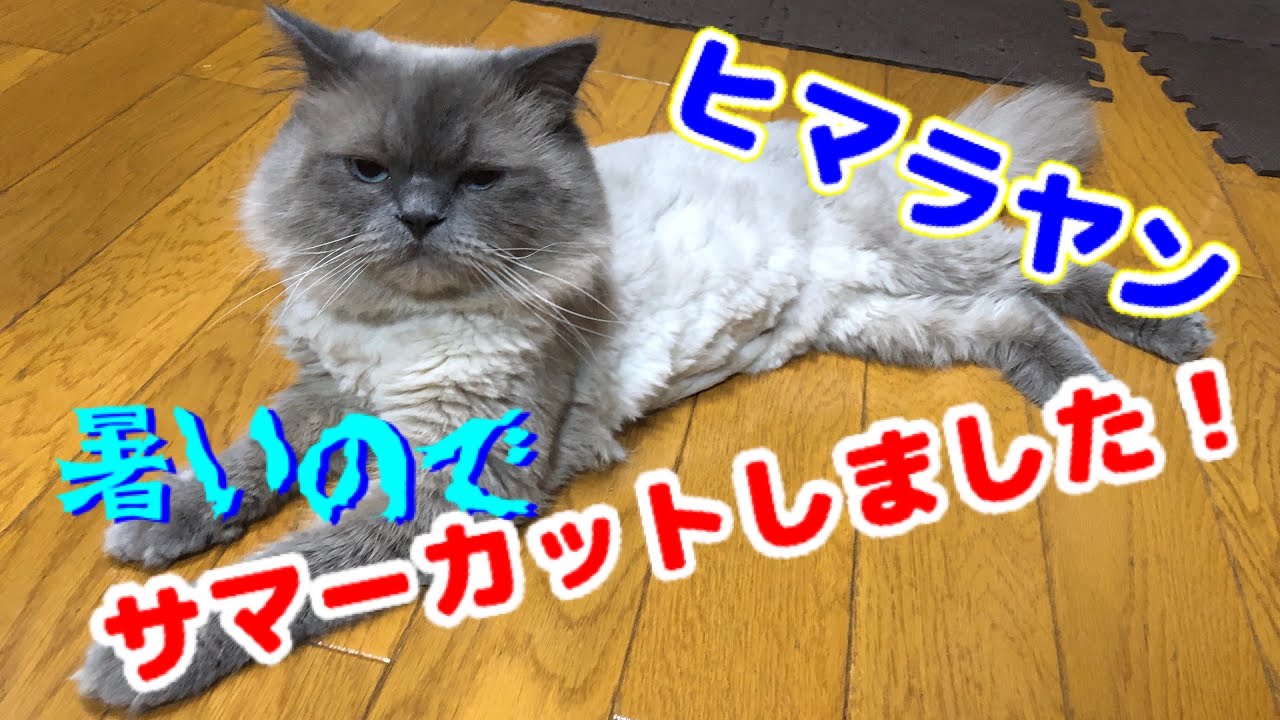 Cat Dog サマーカットしました ヒマラヤン ダックス Youtube