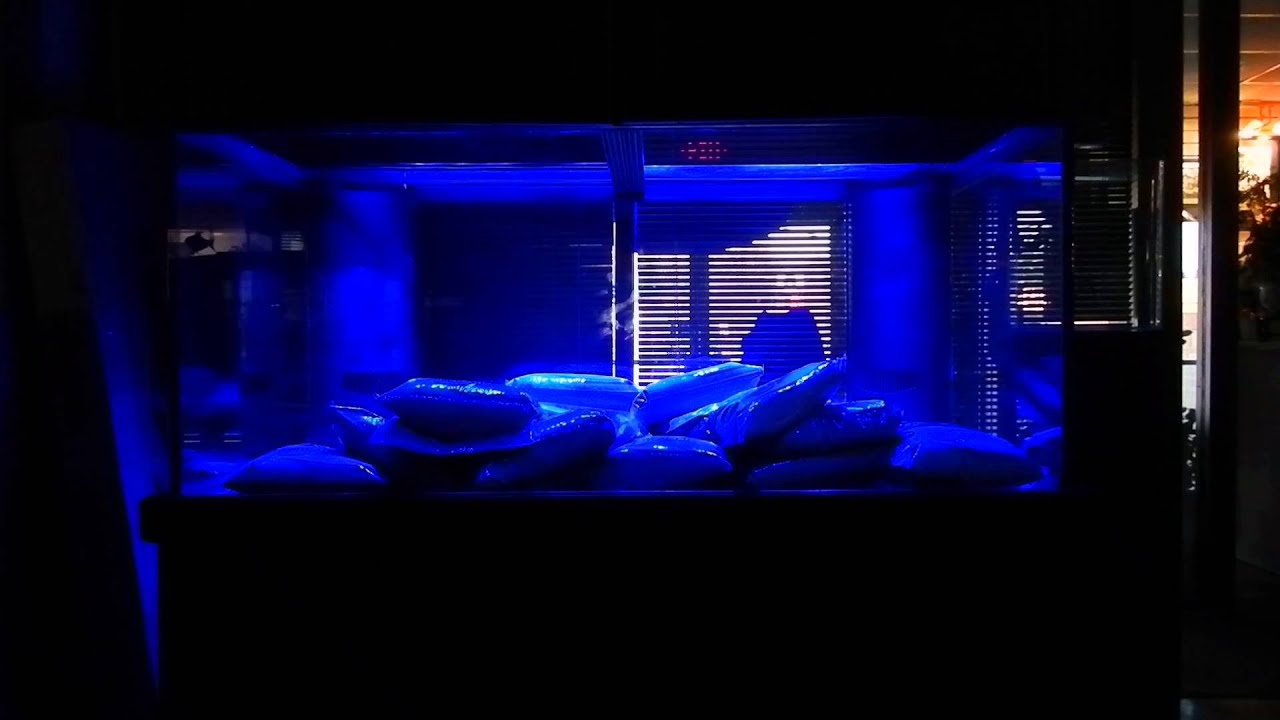 250 Gallon Reef Aquatic Life Led Expert Series Lighting You 250 Gallon Reef Aquatic Life Led Expert Series Lighting