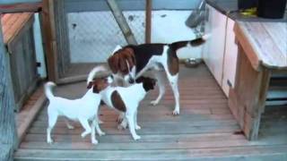 Американский фоксхаунд / American Foxhound Американский фоксхаунд / American Foxhound