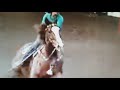 Cash and maverick whatever it takes  horse music video
