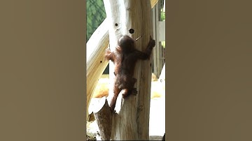 CUTE Orangutan Moments Caught on Camera!#shorts#orangutans#funnyvideo#funnyanimals