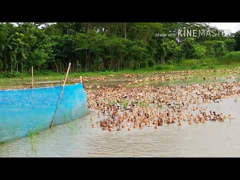 ভিডিও: হাতাতে বেকড উত্সব হাঁস