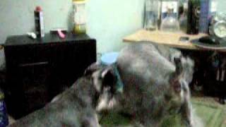 DSCN6538.avi