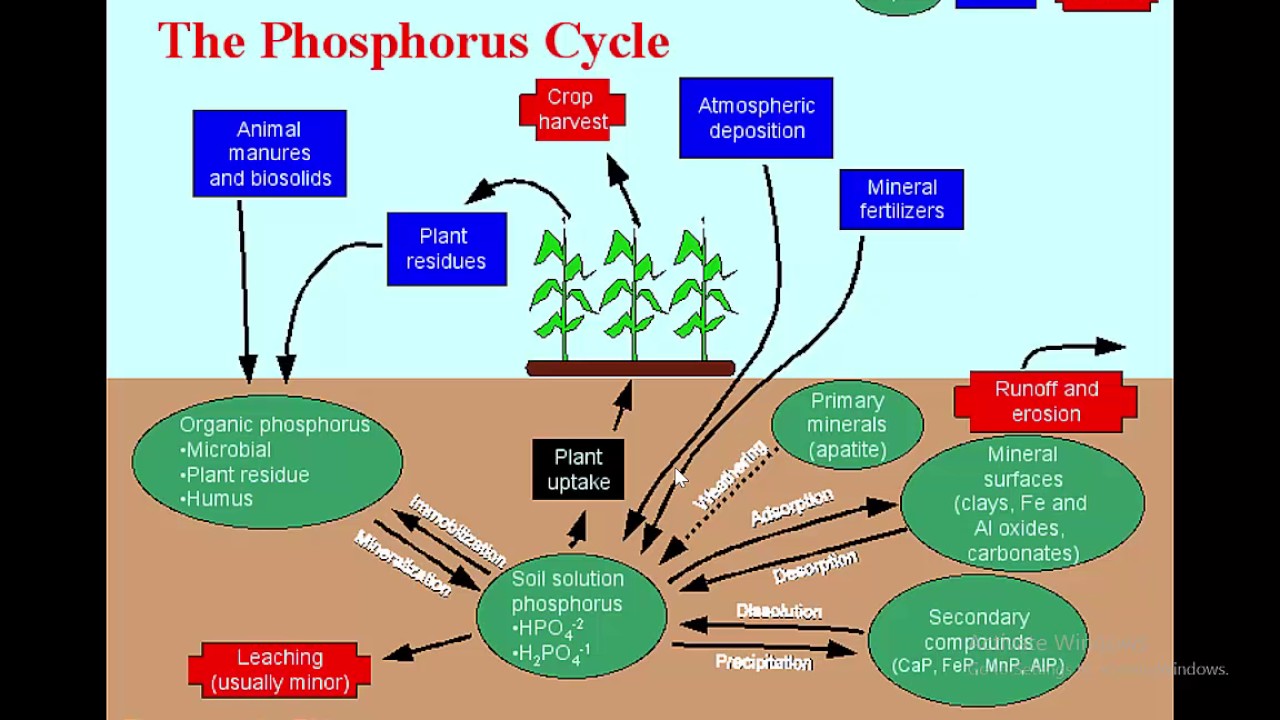 Fiorellino, Nicole;11/16: All You Need to Know About Phosphorus in Agriculture