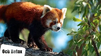 10 Hours of Asian Calming Music for Relaxation with Peaceful Animals (Carmen)