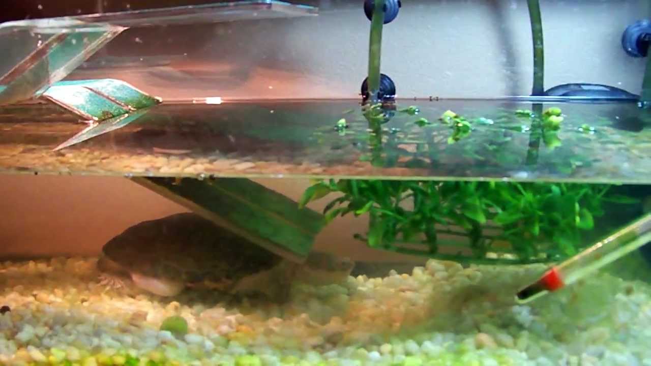 african sideneck turtle set up youtube african sideneck turtle care sheet