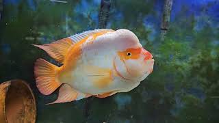 Amphilophus Citrinellus F2 lake Nicaragua male midas cichlid.Threat and dominance display revisited.