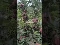 Super chief red delicious #apple#nature #garden