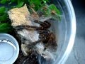 Blue Fang tarantula - a short feeding video