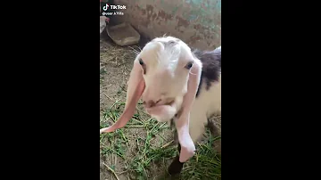 حبيبي يا قلبي احنا صحاب بلدنا 