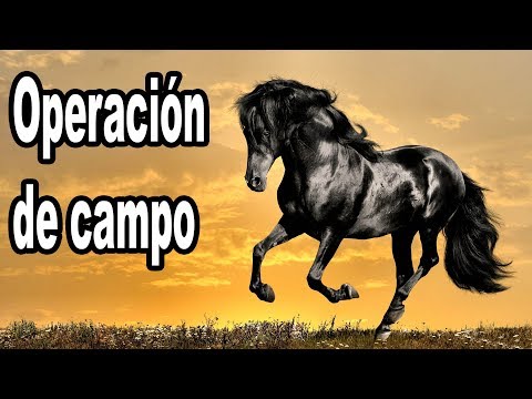 Video: Hernia En Caballos